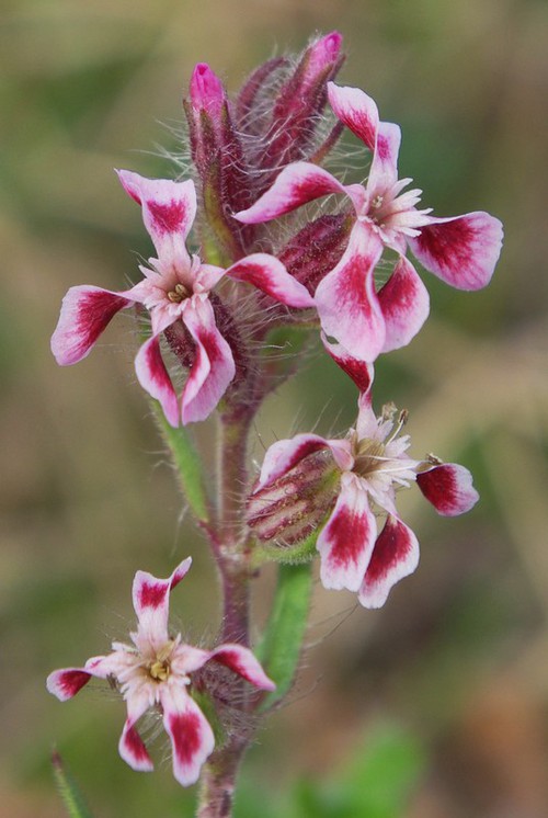 inflorescence