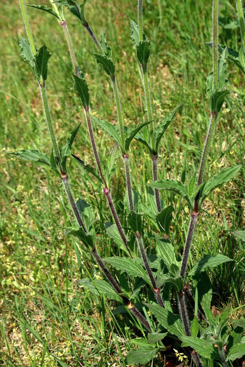 feuille