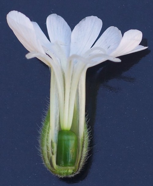 coupe fleur femelle