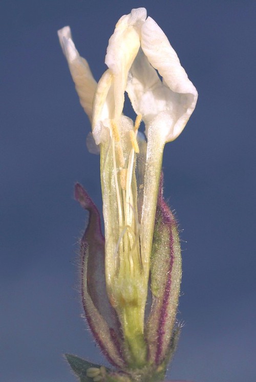 coupe fleur mâle