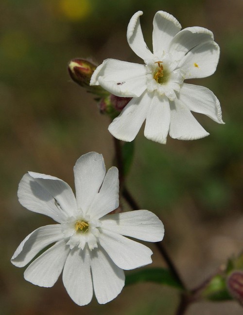 fleur