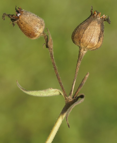 fruit
