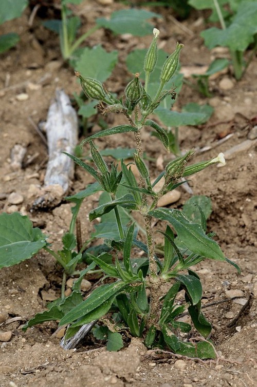 Plante entière