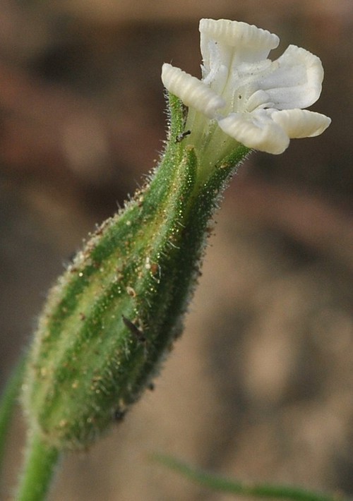 fleur
