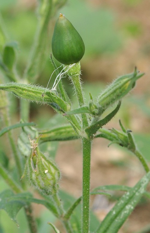 fruit
