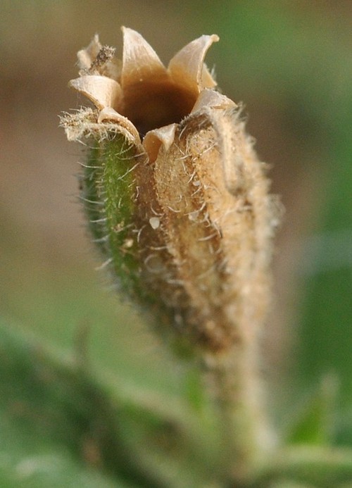 fruit mûr