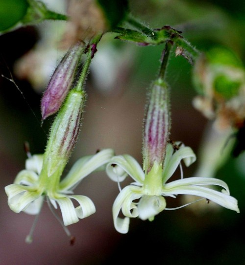 détail fleur