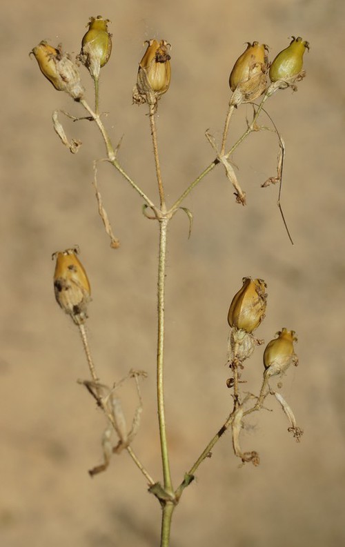 fruit