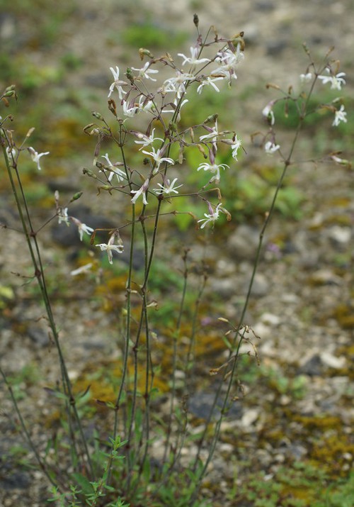 Plante entière