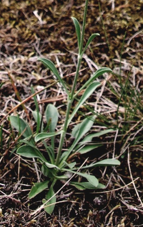 feuille