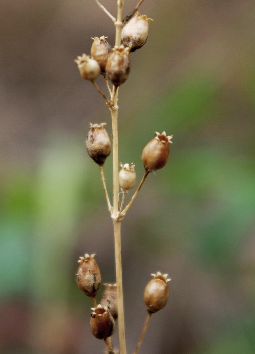 fruit