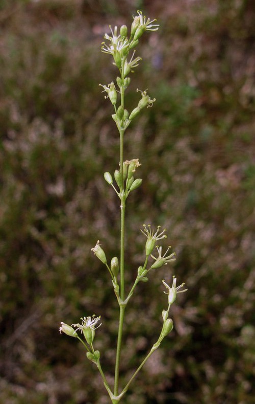 inflorescence