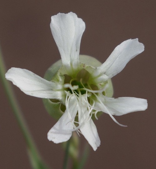 détail fleur