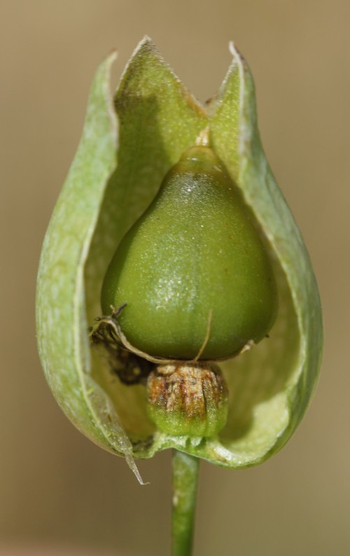 détail fruit
