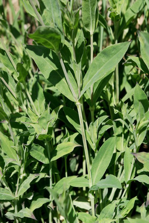 feuille