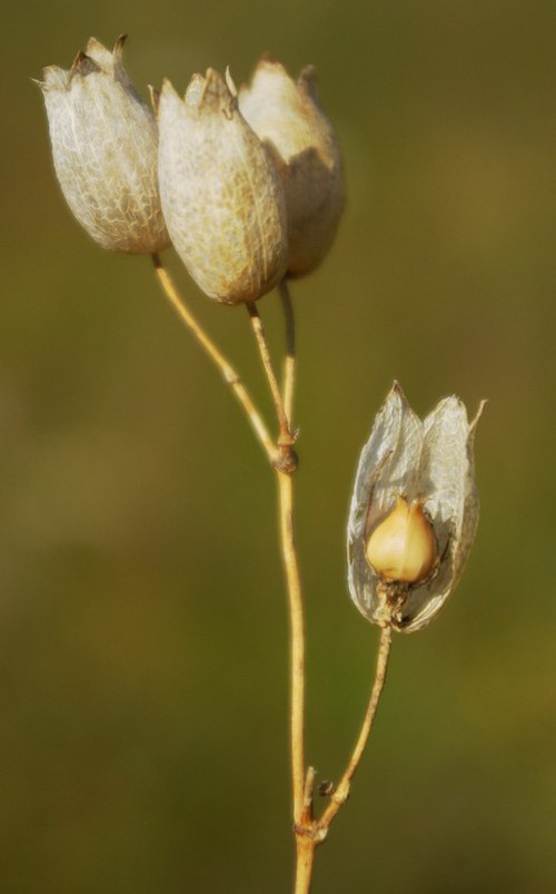 fruit