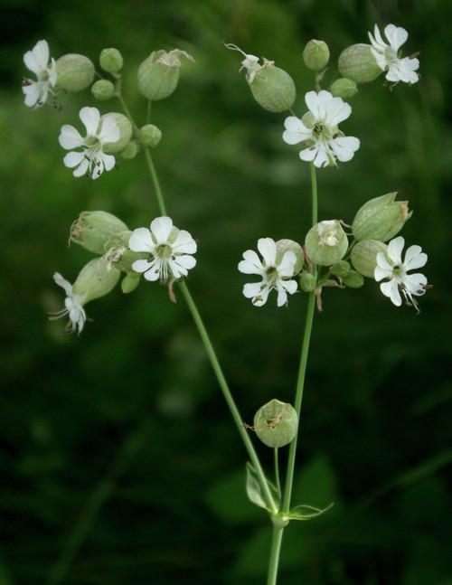 inflorescence
