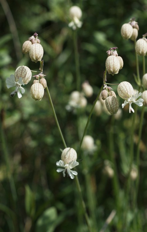 Plante entière
