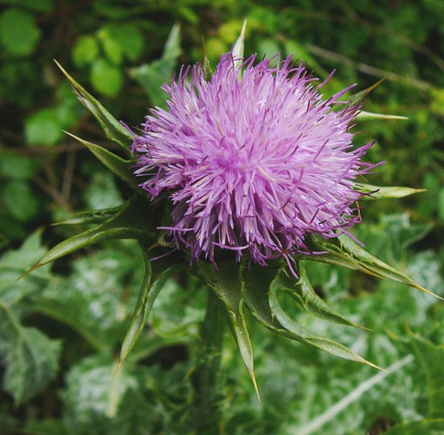 détail fleur
