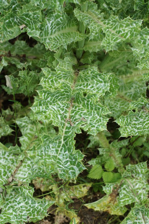 feuille caulinaire
