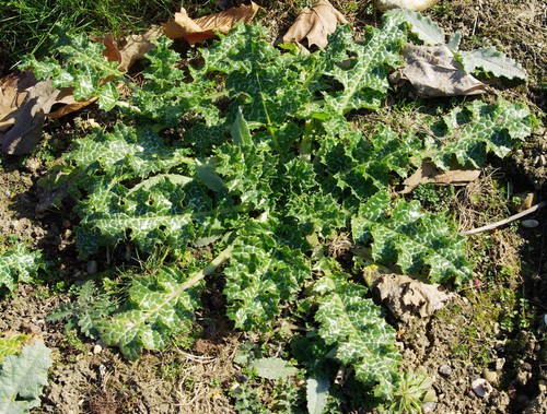 feuille basale