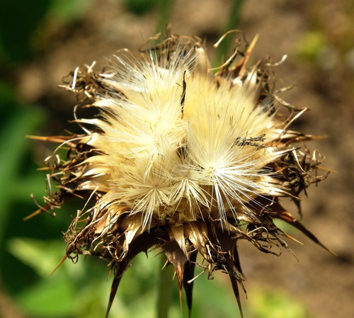 fruit