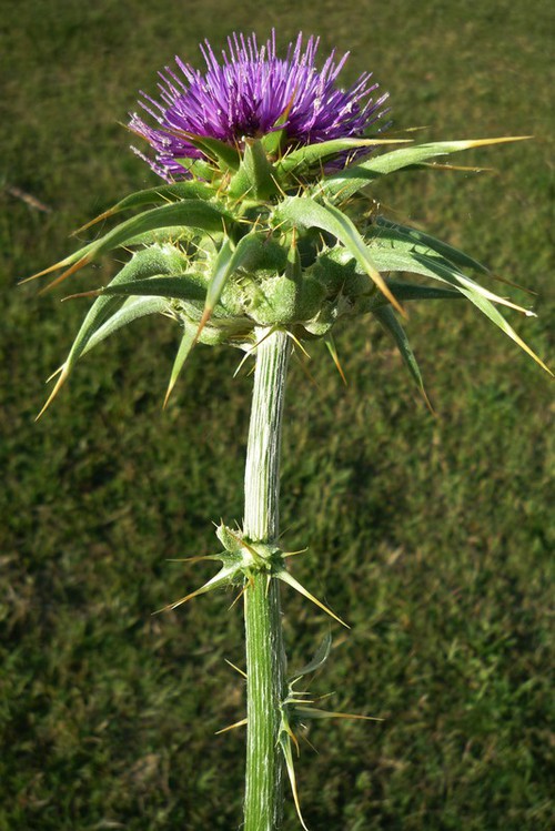 inflorescence