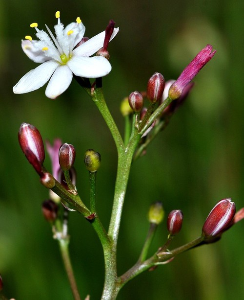 inflorescence