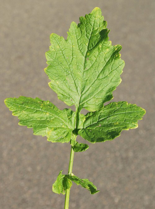 feuille