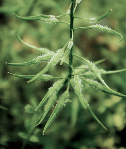 fruit
