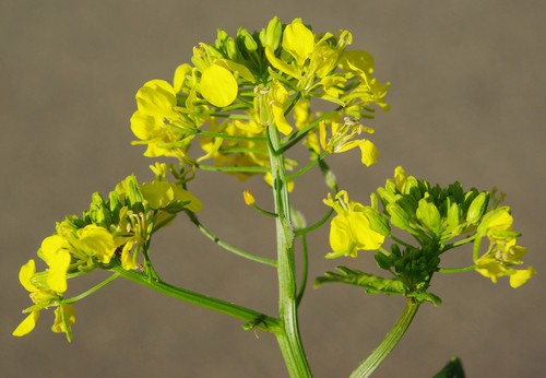 inflorescence