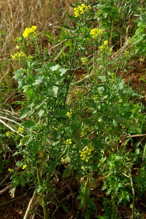 Plante entière