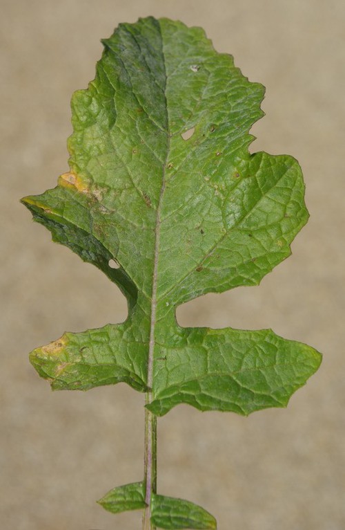détail feuille