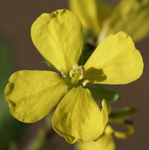détail fleur