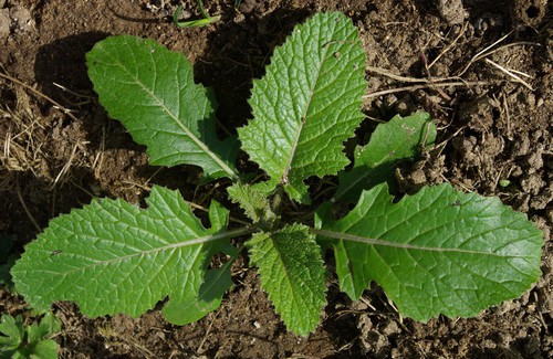 feuille