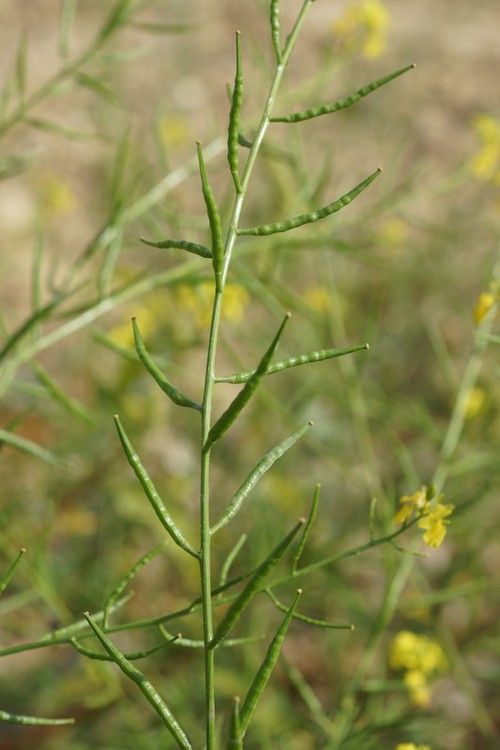 fruit