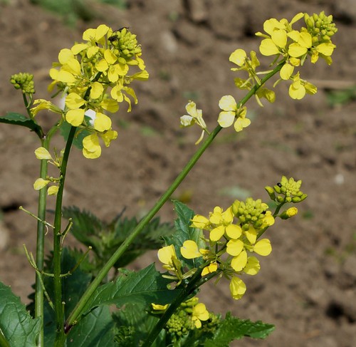 inflorescence