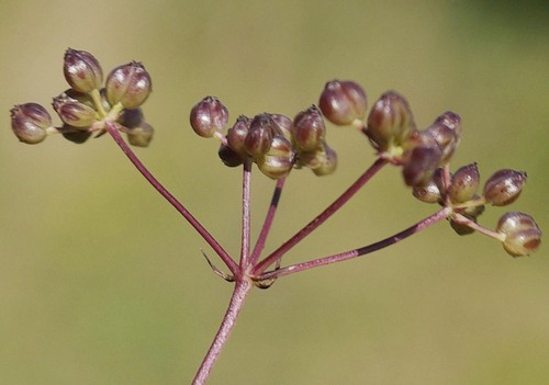 fruit