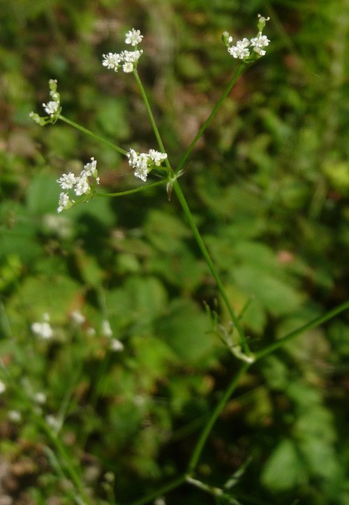inflorescence