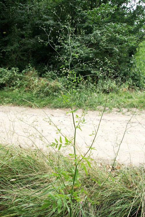 Plante entière