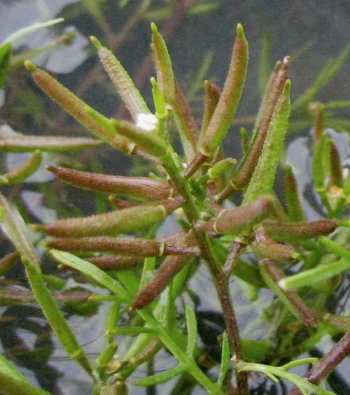 fruit