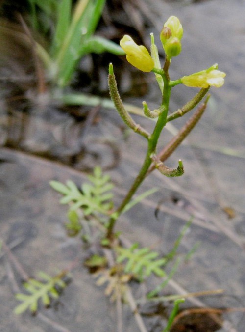 inflorescence