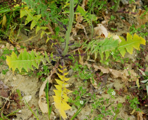 feuille basale