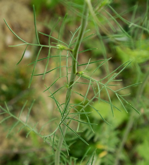 feuille caulinaire