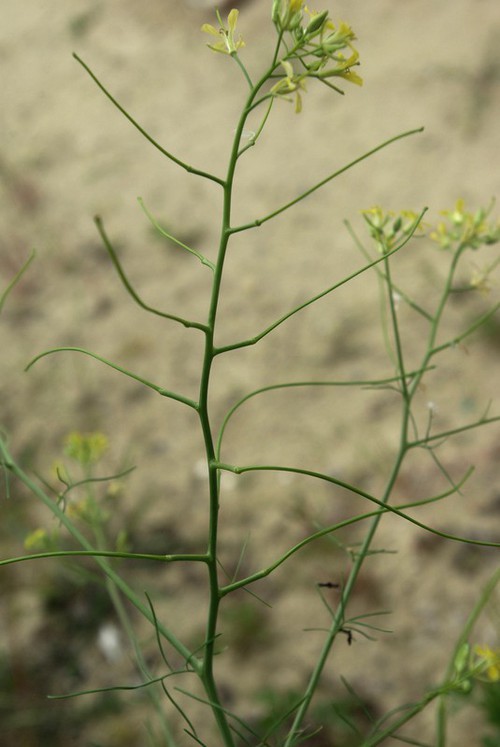 fruit