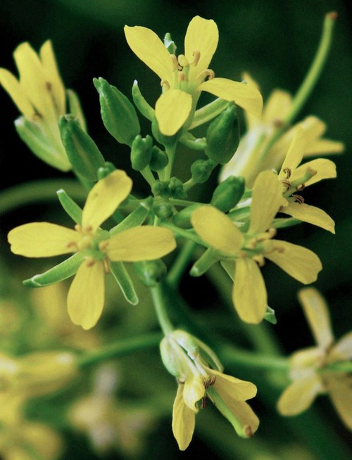 inflorescence