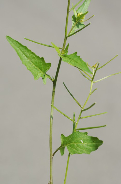 feuille