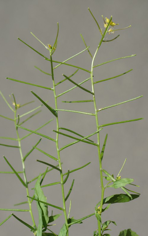 fruit