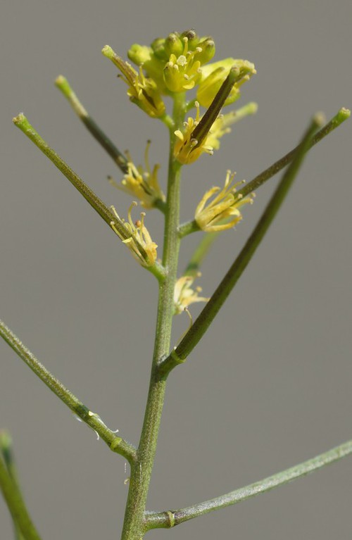 inflorescence