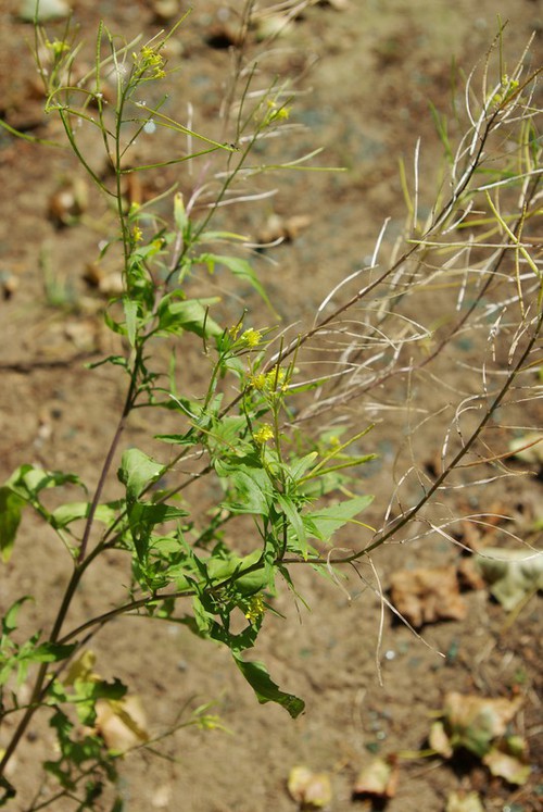 fruit